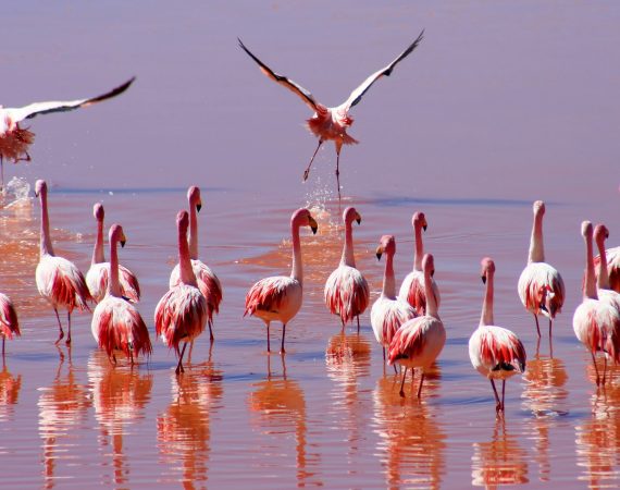 Flock of Flamingoes in Sabaki River Estuary a popular tourist attraction in Malindi Kenya